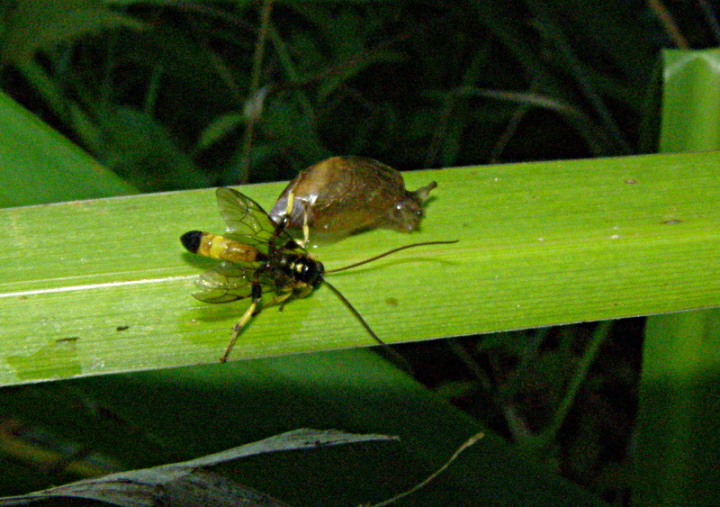 Cfr. Colpotrochia sp. contro Oxyloma elegans... mah?!