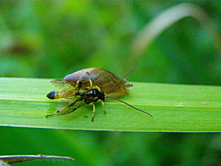 Cfr. Colpotrochia sp. contro Oxyloma elegans... mah?!