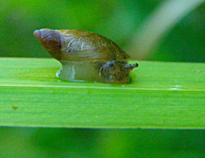 Cfr. Colpotrochia sp. contro Oxyloma elegans... mah?!