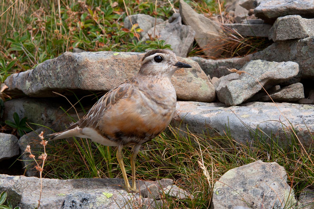 Piviere tortolino (Charadrius morinellus)