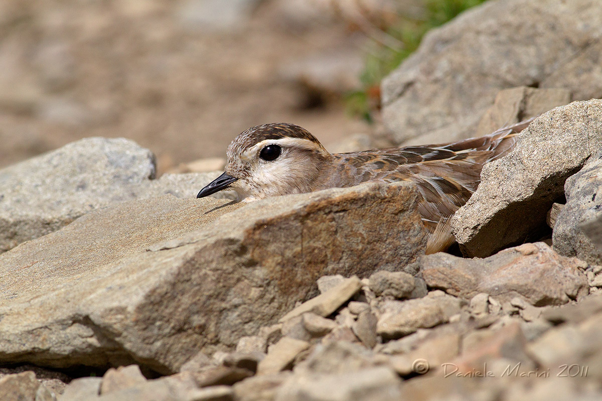 Piviere tortolino (Charadrius morinellus)