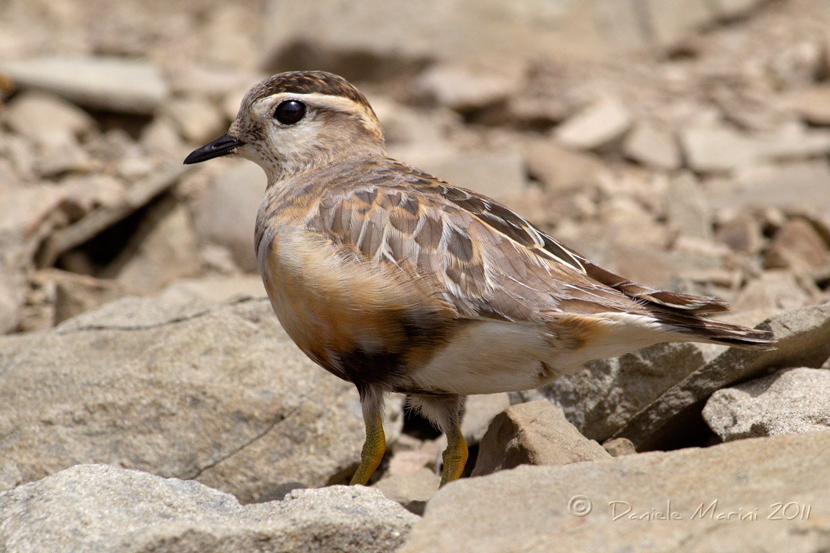 Piviere tortolino (Charadrius morinellus)