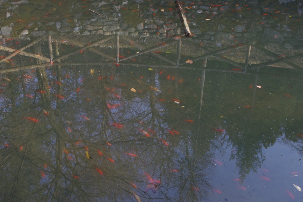 Triturus alpestris apuanus sulla Collina Torinese