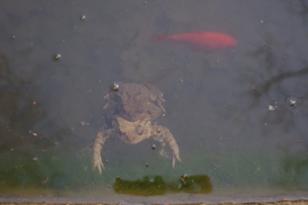 Triturus alpestris apuanus sulla Collina Torinese