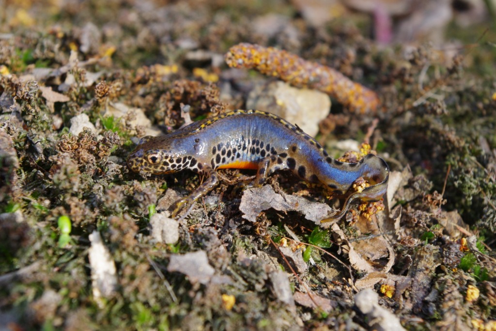 Triturus alpestris apuanus sulla Collina Torinese