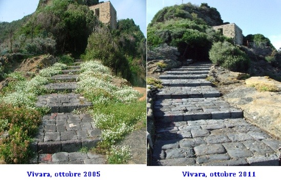 Conigli invasori - Isola di Vivara (NA)