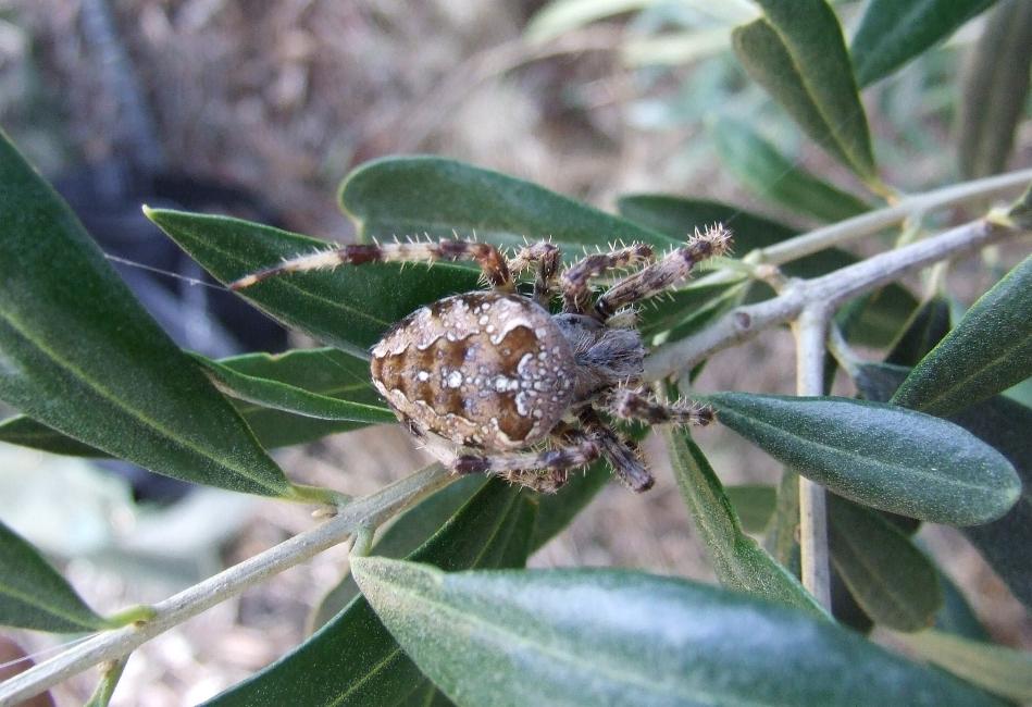 Araneus diadematus