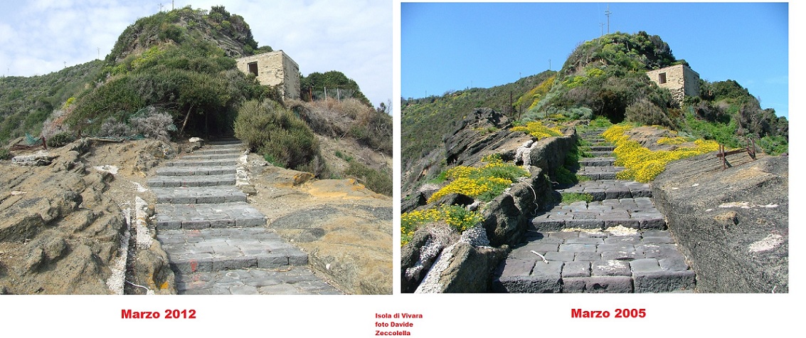 Conigli invasori - Isola di Vivara (NA)