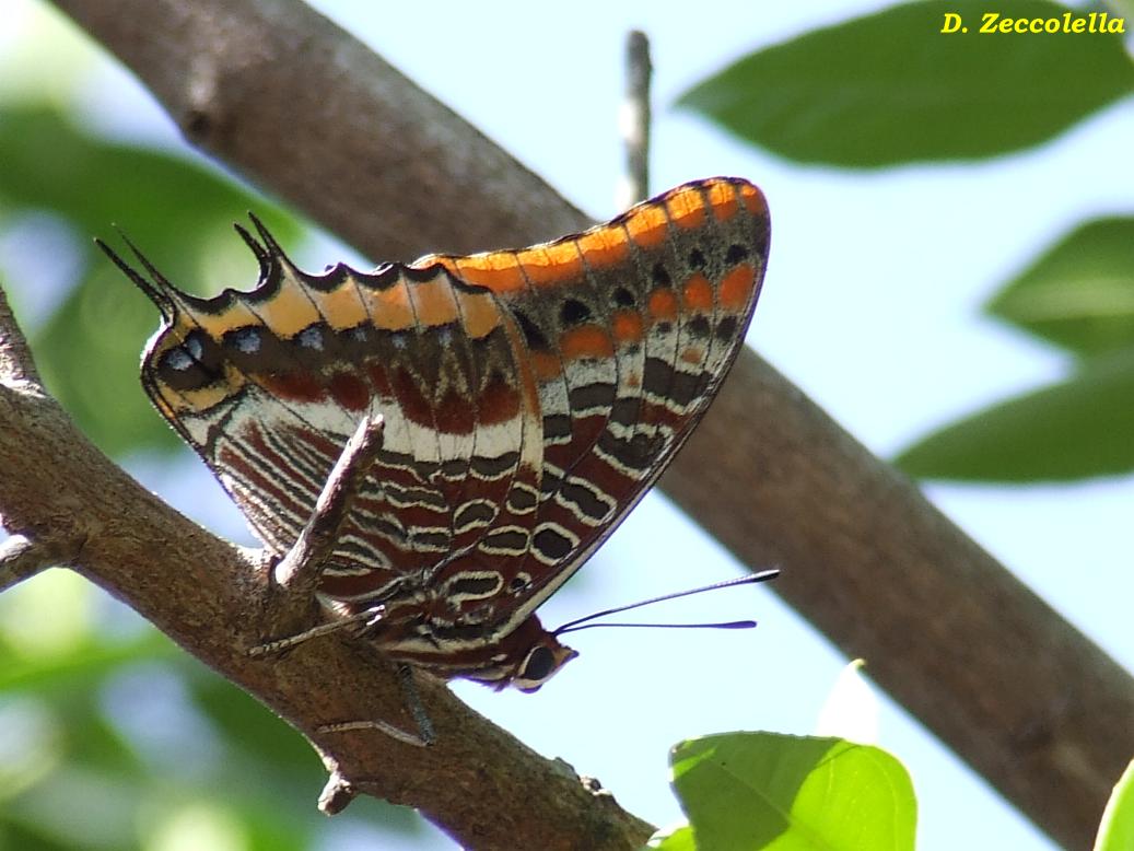 Charaxes e...Vanessa?