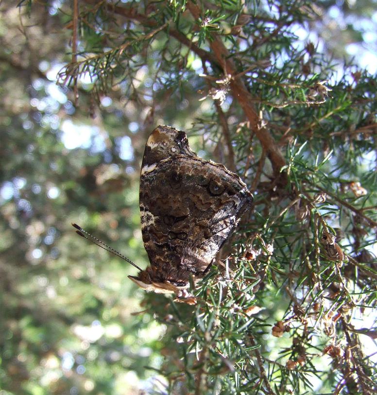 Charaxes e...Vanessa?