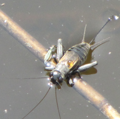 Gryllus campestris in acqua? No. Melanogryllus desertus