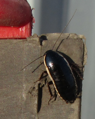 Loboptera decipiens (Germar, 1817)