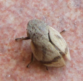 Lepyronia coleoptrata - Aphrophoridae