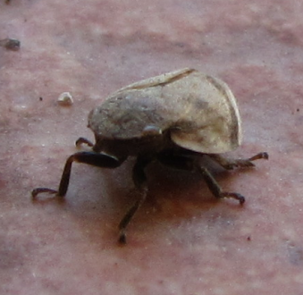 Lepyronia coleoptrata - Aphrophoridae