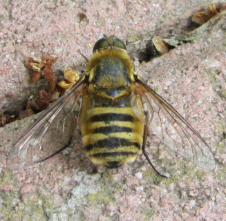 Villa sp. (Bombyliidae).