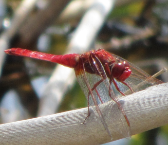 Identificazione Libellula