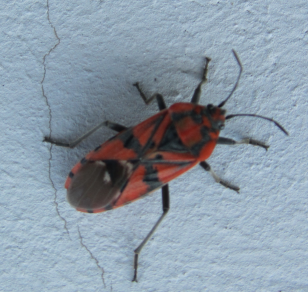 Lygaeidae: Spilostethus pandurus delle Puglie (FG)