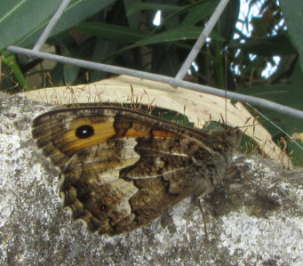 identificazione lepidottero