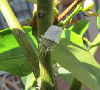 Cocciniglia cotonosa solcata/ Icerya purchasi