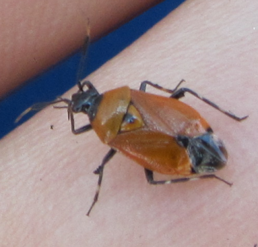 Identificazione Coleottero? No, Deraeocoris punctum