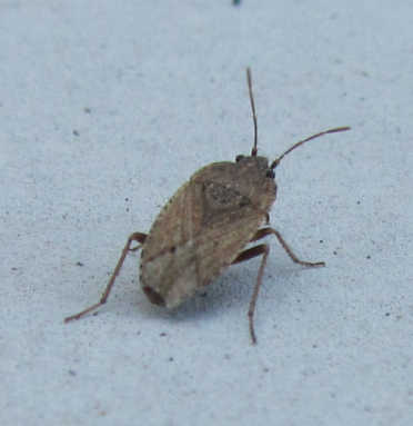 Lygaeidae: Emblethis sp.