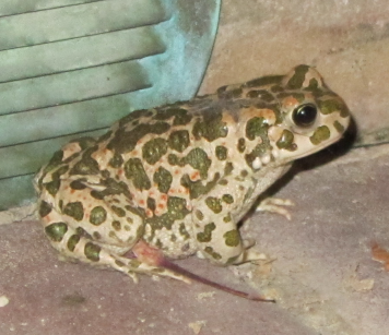 Bufo viridis o balearicus? Bufotes balearicus