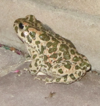 Bufo viridis o balearicus? Bufotes balearicus