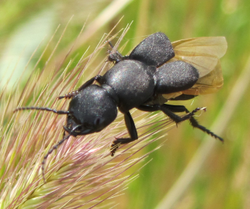 Ocypus sp. ad ali spiegate