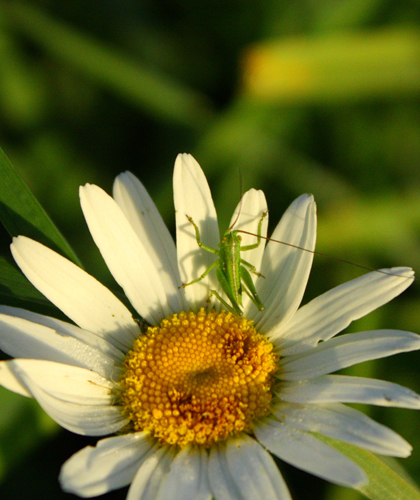 Neanide di Tettigonia sp.