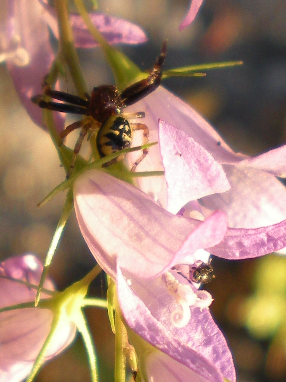 Synema globosum