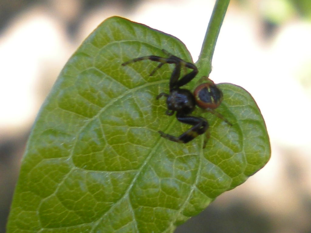 Synema globosum