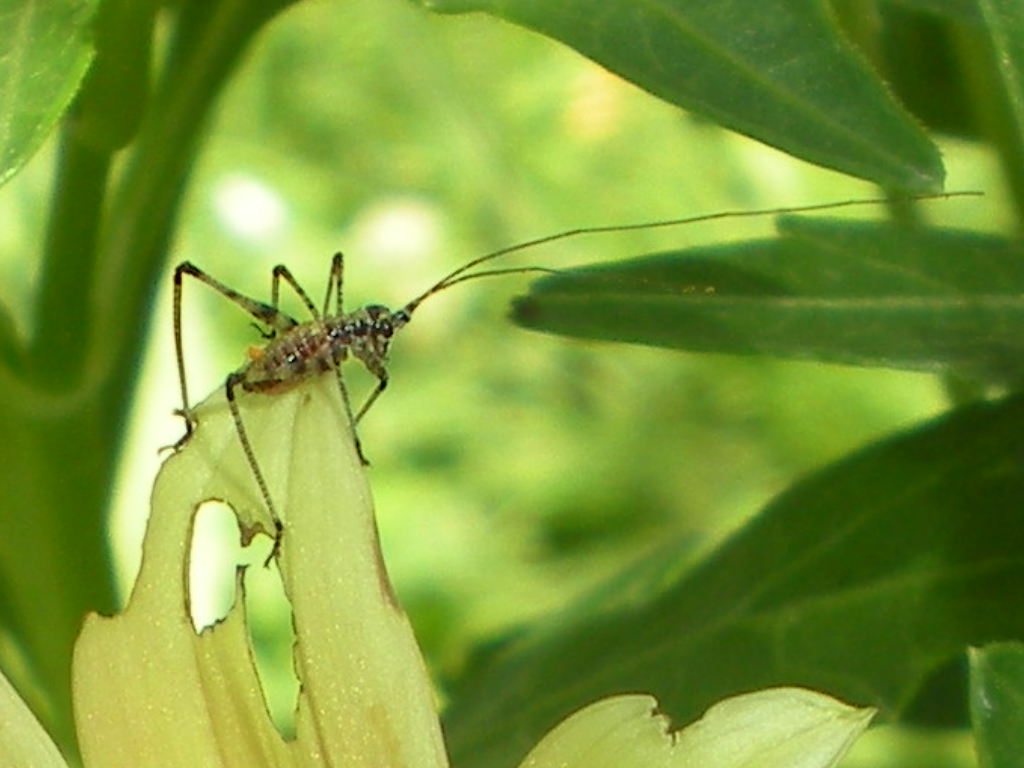 ortotteri da classificare: neanide di Phaneroptera sp.