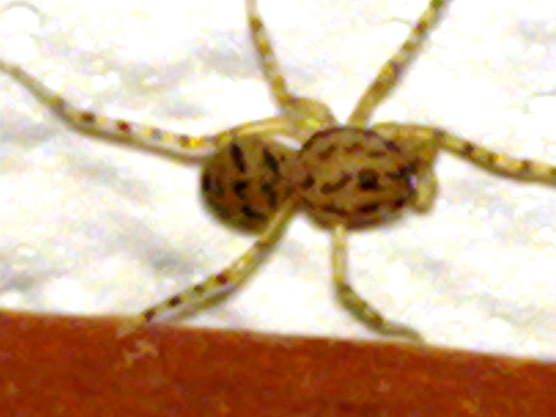 Identificazione ragno (Loxosceles? No, solo Theridiidae)