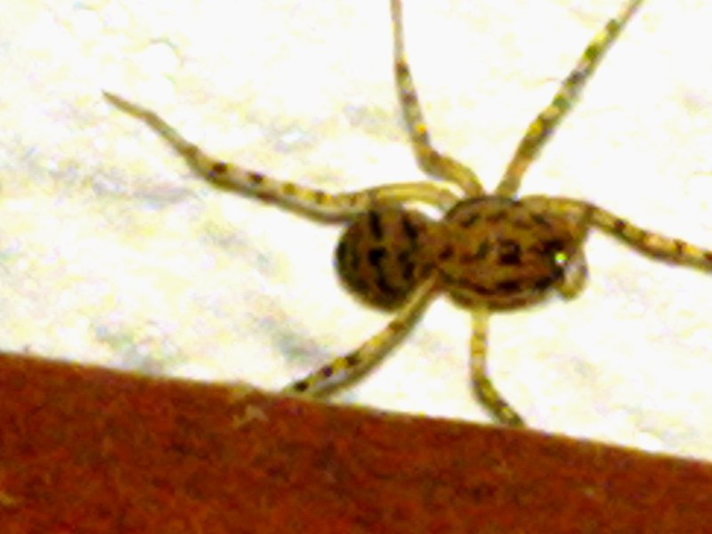 Identificazione ragno (Loxosceles? No, solo Theridiidae)