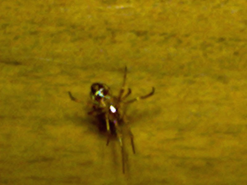 Identificazione ragno (Loxosceles? No, solo Theridiidae)