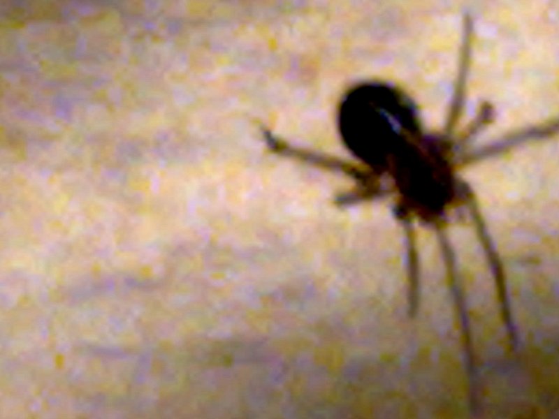 Identificazione ragno (Loxosceles? No, solo Theridiidae)