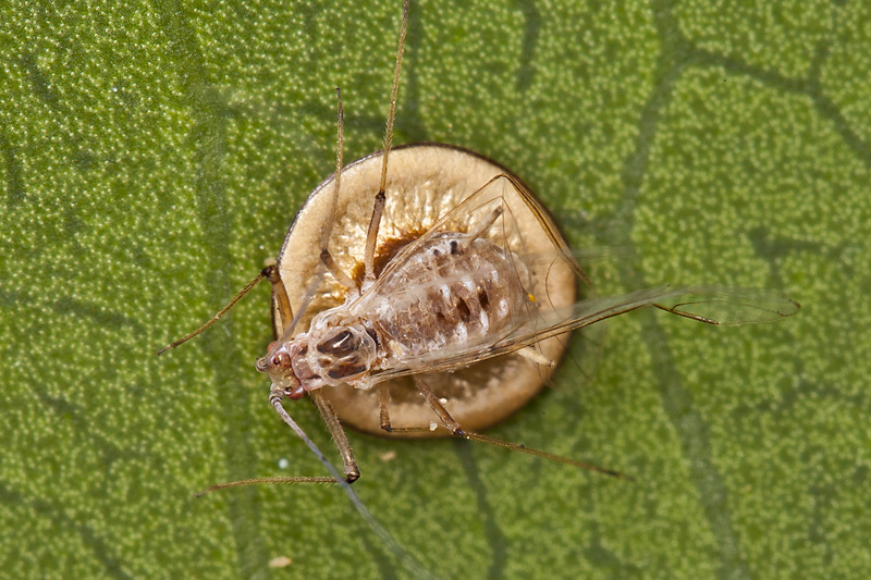 Afide con corpo estraneo: Bozzolo di parassitoide Braconidae