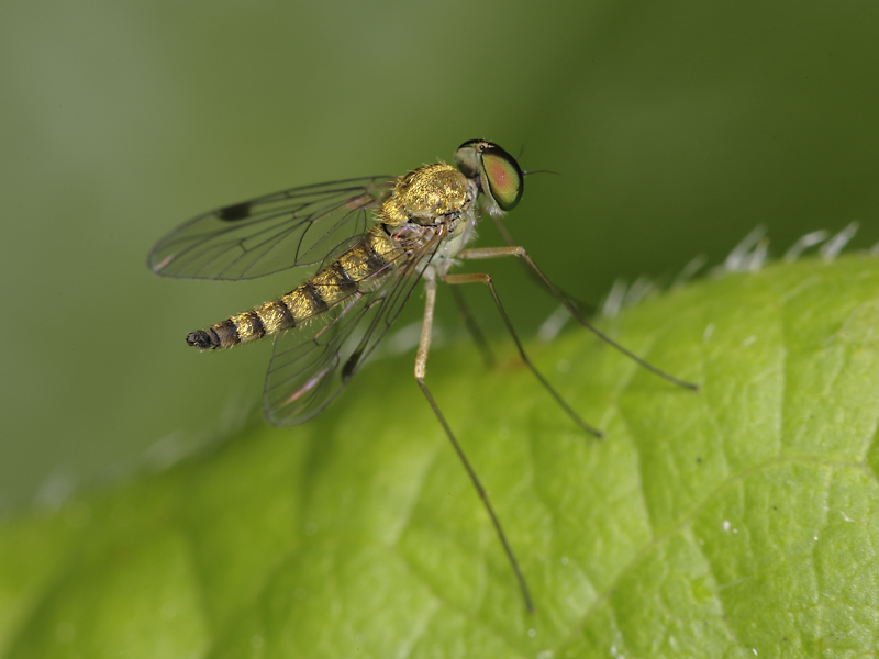 aiuto per identificazione