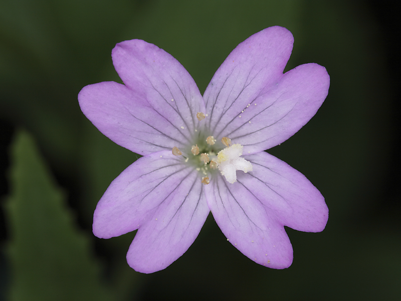 Epilobium montanum