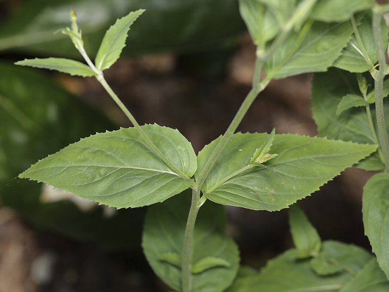 Epilobium montanum