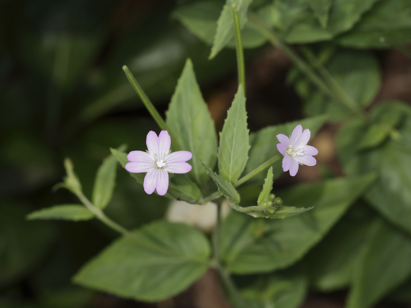 Epilobium montanum