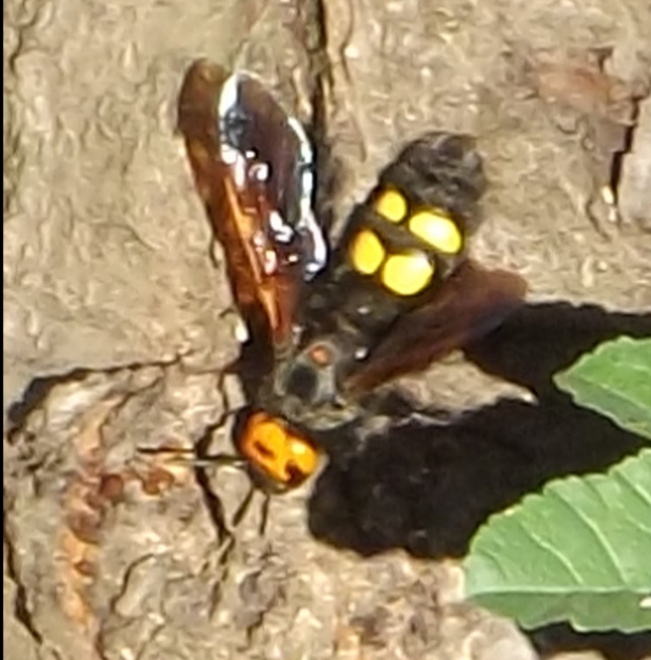insetto Roma (femmina di Megascolia maculata flavifrons)