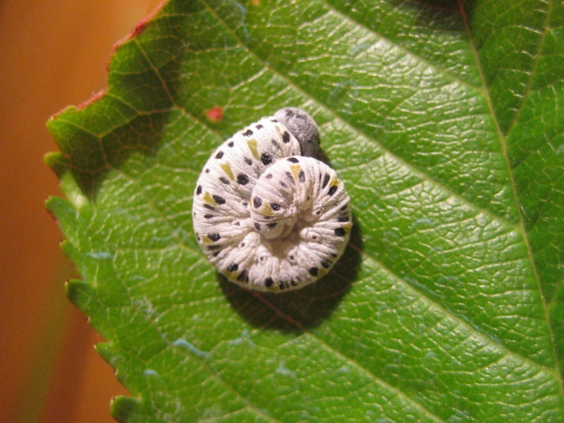 Larve su ciliegio: Cimbicidae?