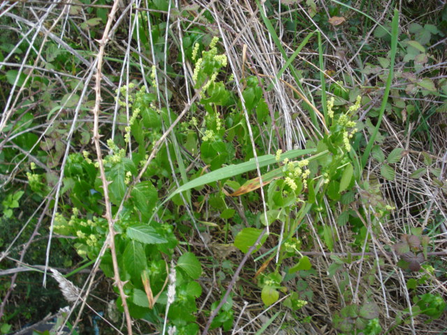 Amaranthacea oppure? Mercurialis annua