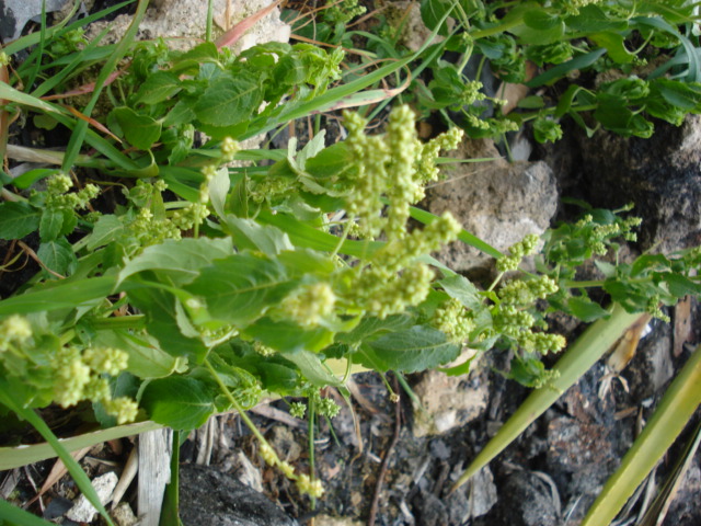 Amaranthacea oppure? Mercurialis annua