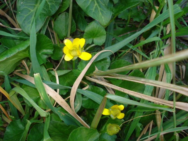 Ranunculus ficaria