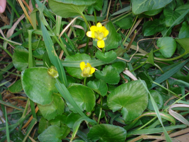 Ranunculus ficaria