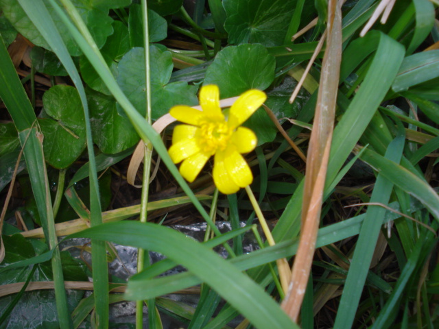 Ranunculus ficaria