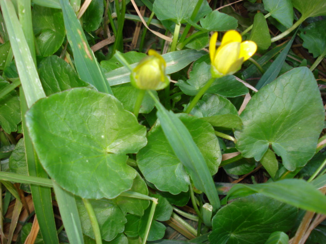 Ranunculus ficaria