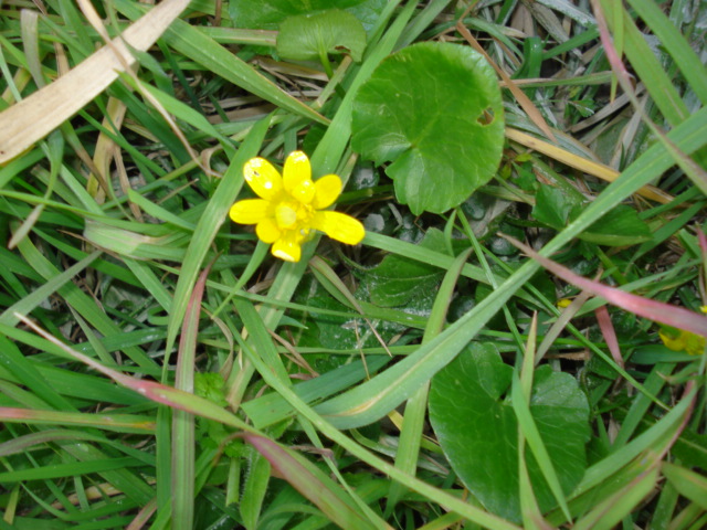 Ranunculus ficaria